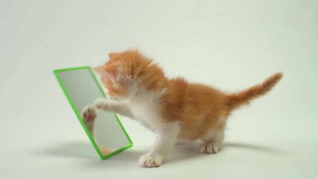 A little ginger kitten first time sees the mirror and himself reflection