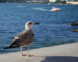 seagull on the beach