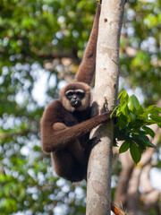 Gibbon eating in a tree