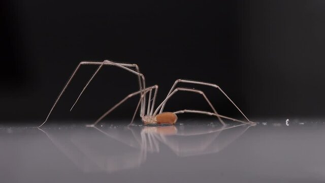spider with long legs sits on a white background