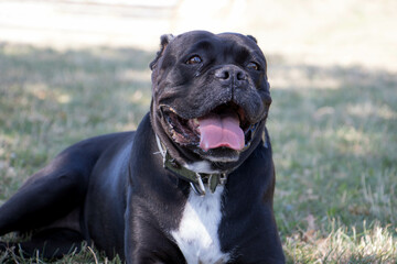 Cane Corso taking a breather on a hot summer day.
