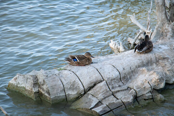 Trunk used as a relaxing spot by ducks.