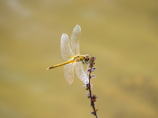 Dragonfly