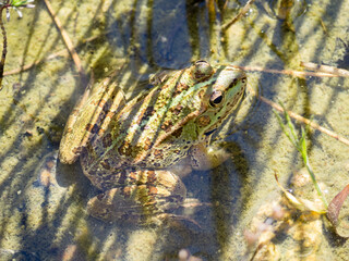 Frog close-up in an eco-pool