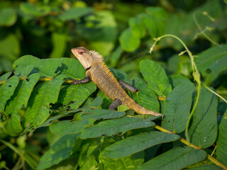 Brown lizard in green plant leafs