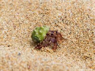 Green shelled hermit crab