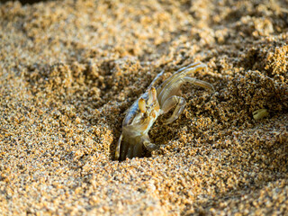 Horned ghost crab in a sand hole