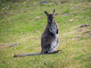 Naklejka na ściany i meble Wallaby seated looking at the camera