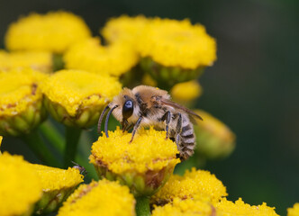 pszczoła na żółtych kwiatkach