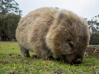 Wombat grazing in the grass