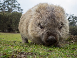 Wombat grazing in the grass