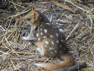 Eastern quoll