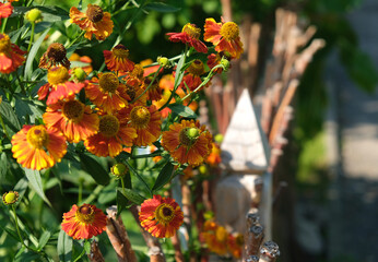 stary płot dzielżan ogrodowy © Krzysztof