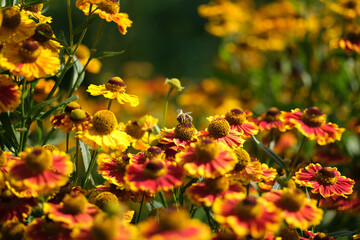 pszczoła,dzielżan ogrodowy