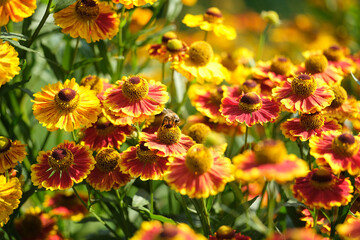 pszczoła i dzielżan w słońcu