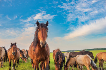 A herd of horses grazes in the pasture in the afternoon.