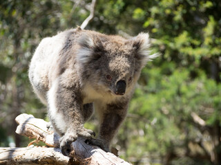 Koala walking in tree branches