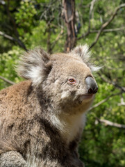 Koala head close-up, with open eyes