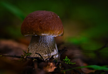 Edible mushrooms. The real boletus. Grows in Lithuanian forests. Found from August to October.