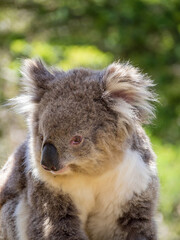 Koala head close-up with open eyes