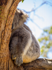 Koala sleeping in a tree setaed between branches