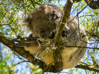 Looking up at a koala sleeping in tree branches