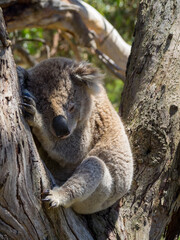 Koala sleeping in a tree setaed between branches