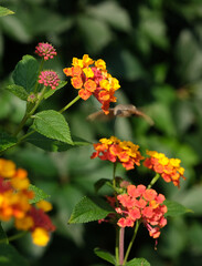 Fruczak gołąbek, lantana camara 2