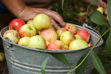Yellow and red apples in a metal bucket in the garden. Collecting apple fruits. Autumn harvest.