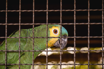 Maritaca, small parrot of the parrot family. Bird of Brazil in captivity, environmental crime,...