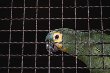 Maritaca, Brazilian bird of the parrot species. Trapped animal, smuggling and illegal sale of wild...