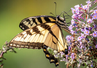 Monarch butterfly busy pollinating a Butterfly Bush
