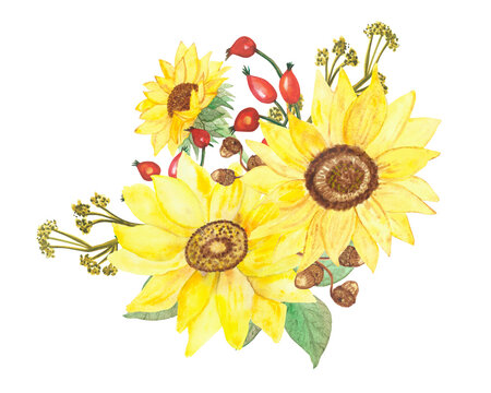 Watercolor hand painted nature autumn plants bouquet with yellow sunflowers, acorn, red rosehip berries and dried herb branches composition on the white background for card design