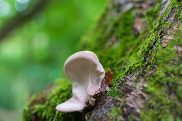 mushroom in the forest