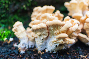 mushroom in the forest