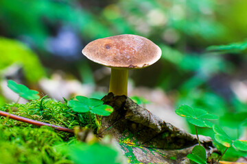 mushrooms in the forest