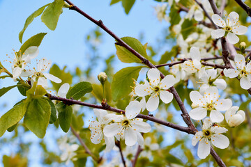 A blooming branch of apple tree in spring sunny day