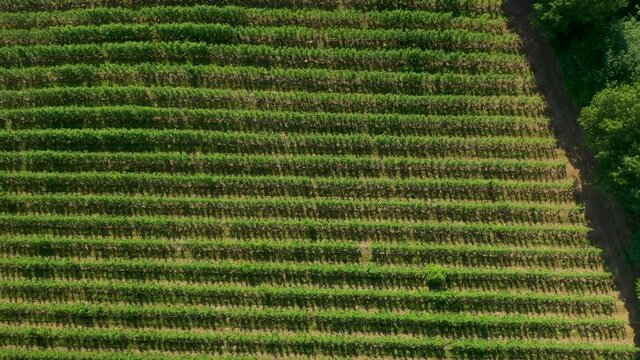 Apple orchard aerial flying over plantation