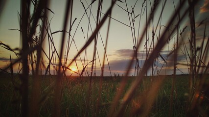 sunset over the grass