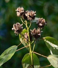 Seed pods 