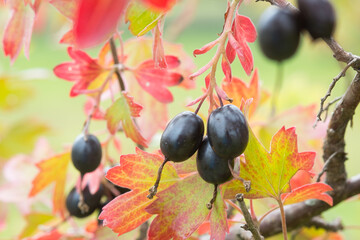 Golden currant (Ribes aureum) with ripe fruits. clove currant, pruterberry, buffalo currant is widely cultivated as an ornamental plant. The berries were used for food, and for medicine.