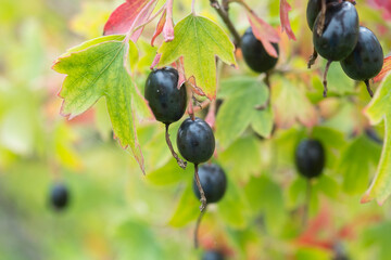 Golden currant (Ribes aureum) with ripe fruits. clove currant, pruterberry, buffalo currant is widely cultivated as an ornamental plant. The berries were used for food, and for medicine.