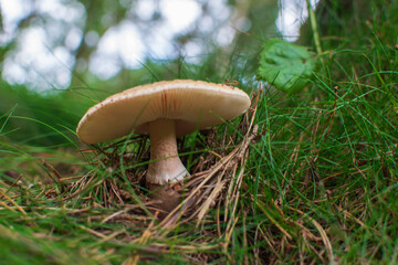 mushroom in the grass