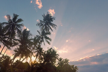 Coconut palm trees against a bright sunrise sky with clouds. Tropic paradise concept.