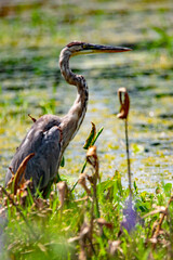 great heron