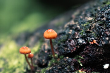 mushroom in the forest