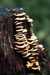 mushroom in the forest
