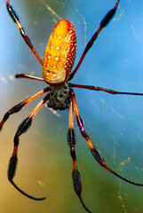 spider on a web