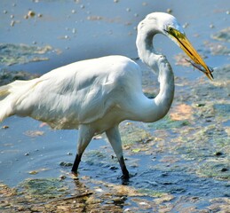 Great white Egret feeding