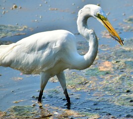 Great white Egret feeding